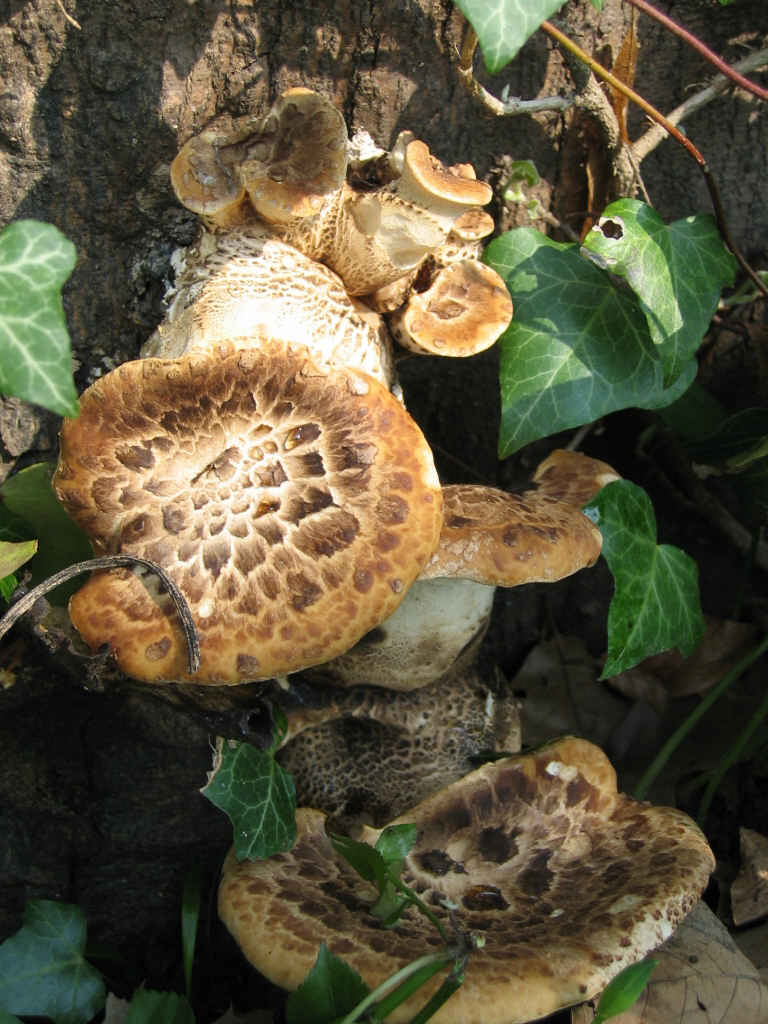 2005 :  Un anno di funghi